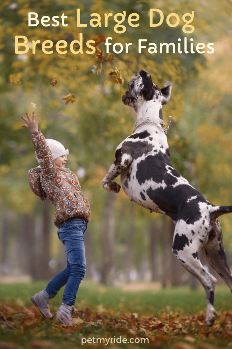 Big dog breeds clearance good with kids