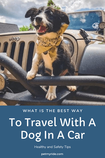 How to Travel with a Dog in a Car