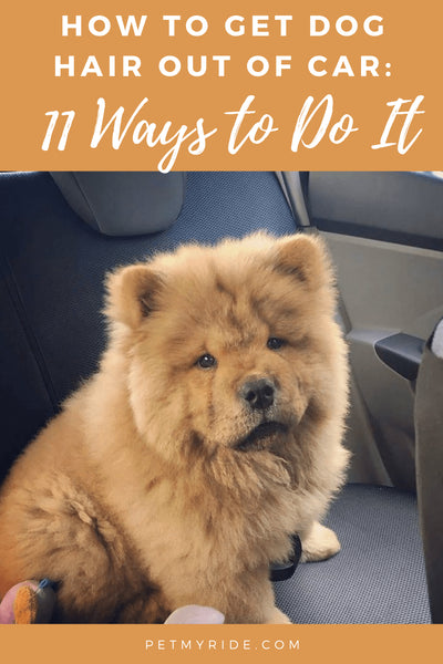 How to Get Dog Hair out of Car- Keep Your Vehicle Spotless