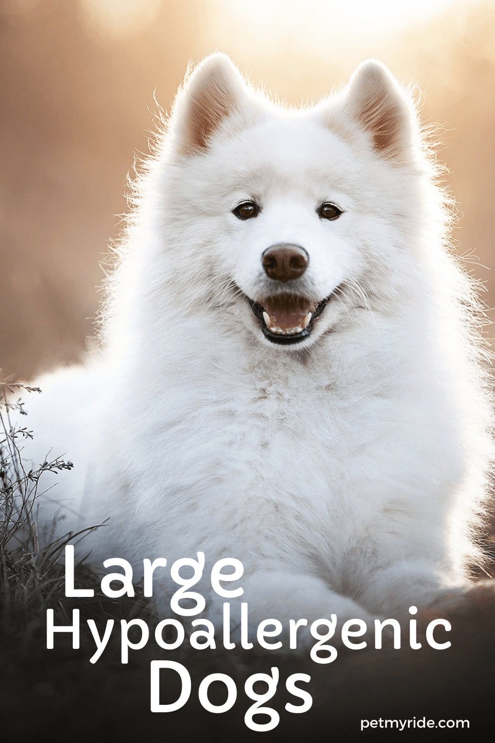Dog Breeds That Dont Shed Dog breeds that dont shed