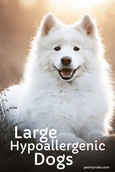 Large Hypoallergenic Dogs- The Best Big Pups for Your Health