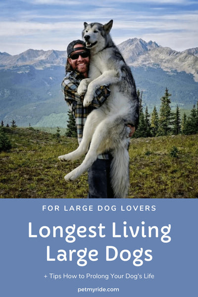 Longest Living Large Dog Breeds - Best Pups Spend Life With