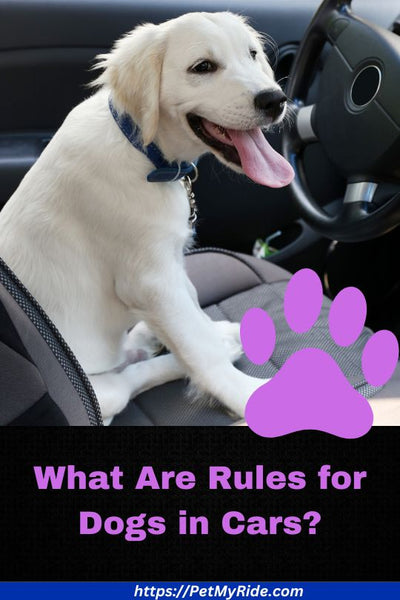 What are the rules for dogs in cars?